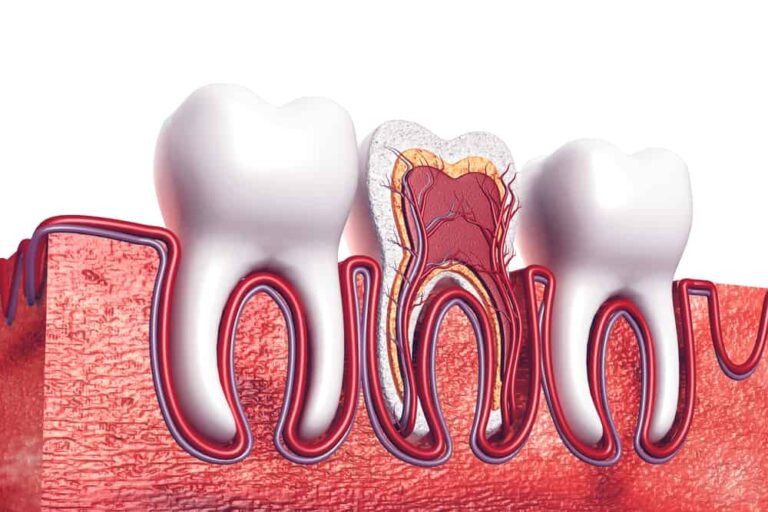 تعداد کانال و ریشه های دندان چقدر است؟