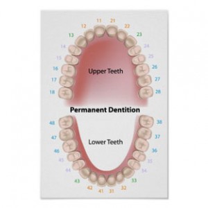 دندان های دائمی