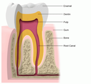دندان از چه قسمتهایی تشکیل شده است؟